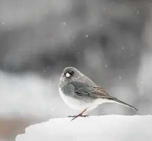 Junco Prints: Close up of grey junco bird standing on snow on winter day