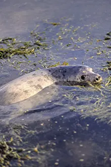 Pups Prints: Close up of Grey Seal Pup swimming