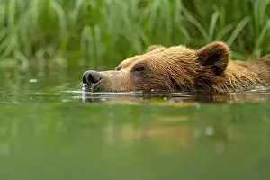 Taiga Prints: close up of grizzly bear swimming in estuary