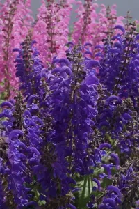 Evening Attire Prints: Close up of a group of Pink Moulin Rouge and Purple Evening Attire Salvia flowers