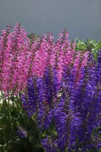Evening Attire Prints: Close up of a group of Pink Moulin Rouge and Purple Evening Attire Salvia flowers