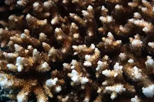 Underwater Photograph Prints: Close up of a hard coral in Red Sea near Marsa Alam, Egypt
