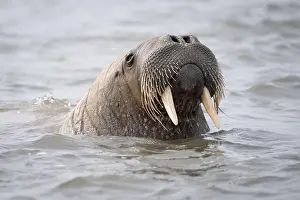 Pinniped Prints: Close up of the head of a male walrus swimming in water in Svalbard