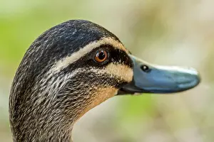 Western Australia Prints: Close up head of Pacific Black Duck at Bigswamp Bunbury