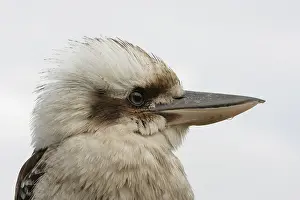 Intense Prints: CLOSE UP HEAD SHOT OF A AUSTRALIAN KOOKABURRA HORIZONTAL BDB11348