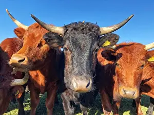 Flicking Prints: Close up of the heads and horns of a herd of dairy or beef cattle outdoors in a safety n numbers concept