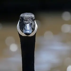 Differential Focus Prints: Close up headshot of Canada goose (Branta canadensis)