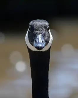 Differential Focus Prints: Close up headshot of Canada goose (Branta canadensis)