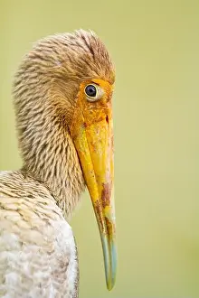 Differential Focus Prints: Close up of a juvenile milky stork resting on a riverbank of an urban river, Singapore
