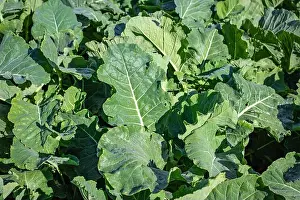 Kale Prints: Close up of kale growing on a dairy farm for winter feed for cows in Canterbury