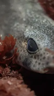 Temperate Prints: Close up of a lesser spotted catshark hidden amonhst algae off the Welsh coast