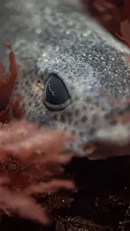 Temperate Prints: Close up of a lesser spotted catshark (Scyliorhinus canicula) in algae, UK