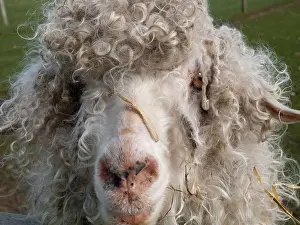 Nottingham Prints: Close up of a long haired sheep at the White Post Farm Centre in Nottinghamshire