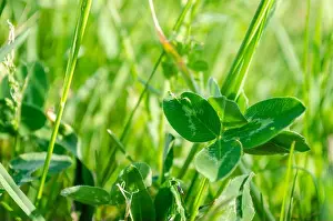 Intense Prints: A close look at the leaves of green clover in the meadow
