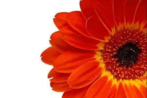 Gerbera Prints: Close Up Macro Shot Of A Red Gerber Daisy