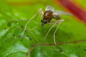Pest Prints: Close up macro of small sand fly gnat on green leaf