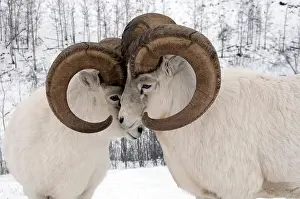 Yukon Prints: Close up of male Dall Sheep exhibiting dominant behavior
