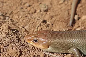 Red Tailed Prints: Close Up Male Western Red-tailed Skink