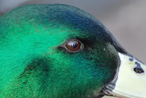 close up of mallard eye with reflection of people