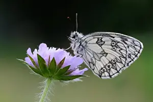 Sits Prints: Close up of Marbled White butterfly / Schachbrettfalter ( Melanargia galathea )