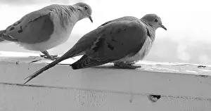 Columbidae Prints: Close up of a mated pair of Mourning Doves