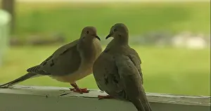 Columbidae Prints: Close up of a mated pair of Mourning Doves