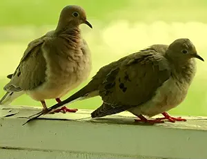 Columbidae Prints: Close up of a mated pair of Mourning Doves