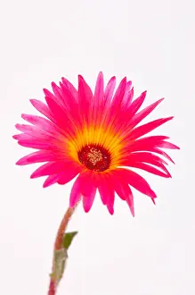 Pink Flower Prints: A close up of a Mesembryanthemum Livingstone daisy on a white background
