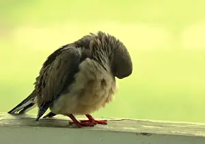 Preening Prints: Close up of a Mourning Dove preening its feathers