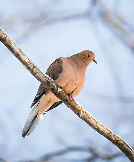Kingston Prints: Close up of mourning dove sitting on snowy tree branch on winter day