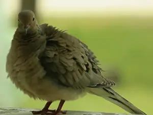 Columbidae Prints: Close up of a Mourning Dove sitting on a wood railing