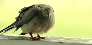 Columbidae Prints: Close up of a Mourning Dove standing on a wood railing