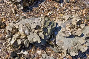 Musk Prints: Close up of mud encrusted oysters on rock along the shore of Atlantic in land waters near Charleston