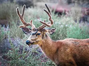 North American Wildlife Prints: A close up of a Mule Deer about to chomp down on some woody twigs