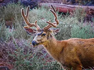 North American Wildlife Prints: A close up of a Mule Deer about to chomp down on some woody twigs