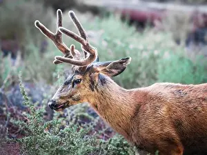 Antlers Prints: A close up of a Mule Deer about to chomp down on some woody twigs