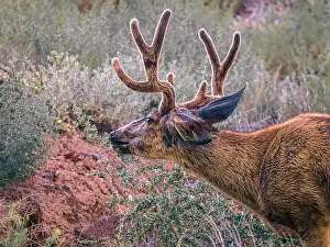 North American Wildlife Prints: A close up of a Mule Deer grazing on some woody twigs