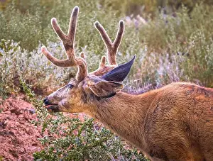 Antlers Prints: A close up of a Mule Deer grazing on some woody twigs