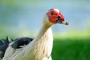 Ducks Prints: Close up muscovy duck cairina moschata with red face and beak