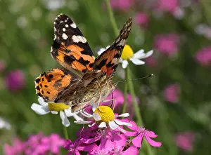 close up of Painted Lady butterfly on wild flower