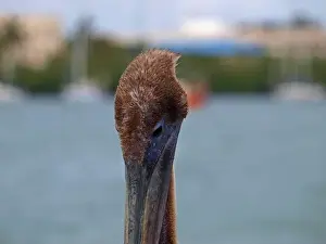 Eco Tourism Prints: Close up of pelican head. Details of eye and feathers