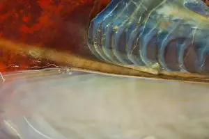 Colourfully Prints: Close up of a pen shell reveals the art of nature