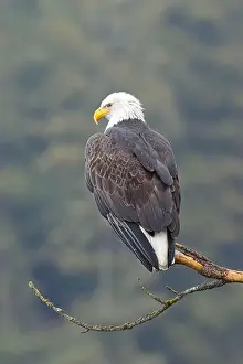 Haliaeetus Prints: A close up photo of a bald eagle perched on a branch in north Idaho