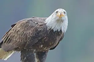 Haliaeetus Prints: A close up photo of a bald eagle perched on a branch in north Idaho