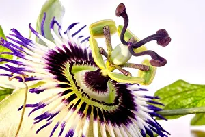 Close up photography of Passiflora Caerulea flower stamen, stigma and purple filaments