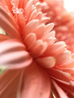 Aster Prints: Close up of pink chrysanthemum