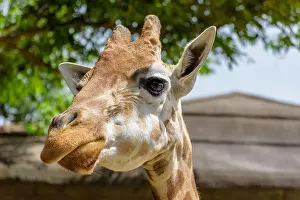 Animal Head Prints: Close up portrait of a funny giraffe. Face and neck. On green trees background