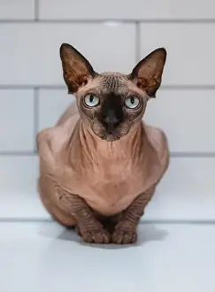 Wrinkles Prints: Close up portrait of hairless sphynx cat crouched on kitchen counter