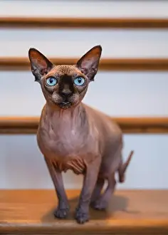 Wrinkles Prints: Close up portrait of hairless sphynx cat standing on staircase