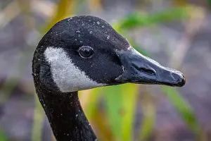 Canadensis Prints: A very close portrait of the head of a canada goose